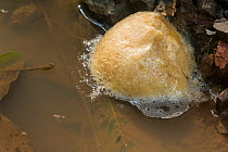 Foam nest of Four-lined Tree Frog (Polypedates leucomystax) Danum Valley, Sabah, Borneo