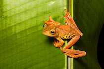 Harlequin Flying Frog (Rhacophorus pardalis) on leaf, Danum Valley, Sabah, Borneo,