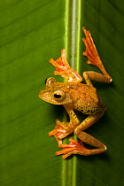 Harlequin Flying Frog (Rhacophorus pardalis) on leaf, Danum Valley, Sabah, Borneo,
