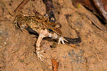 Rough Guardian Frog (Limnonectes finchi) Danum Valley, Sabah, Borneo.