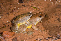 Yellow-bellied Puddle Frog (Occidozyga laevis) in amplexus, Danum Valley, Sabah, Borneo.
