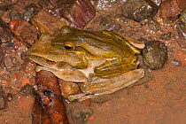 Four-lined Tree Frogs (Polypedates leucomystax) in amplexus, Danum Valley, Sabah, Borneo.