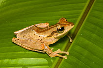 Dark-eared Tree Frog (Polypedates macrotis) Danum Valley, Sabah, Borneo.