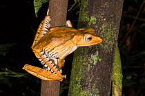 File-eared Treefrog (Polypedates otilophus) Danum Valley, Sabah, Borneo.