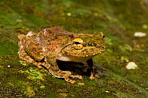 Frilled Tree Frog (Rhacophorus appendiculatus) Sukau, Sabah, Borneo.