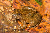 Kuhl's Creek Frog (Limnonectes kuhlii) Kinabalu National Park, Sabah, Borneo.