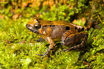 Smooth guardian frog (Limnonectes palavanensis) Kinabalu National Park, Sabah, Borneo.