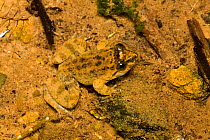 Seep Frog (Occidozyga baluensis) Mount Kinabalu National Park, Sabah, Borneo.