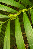 Wagler's Pit Viper (Tropidolaemus wagleri) Bako National Park, Sarawak, Borneo