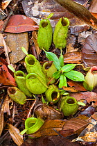 Pitcher Plant (Nepenthes ampullaria) Bako National Park, Sarawak, Borneo.