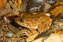 Kuhl's Creek Frog (Limnonectes kuhlii) Bako National Park, Sarawak, Borneo.