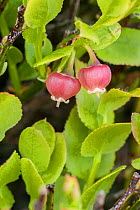 Bilberry (Vaccinium myrtilus) Derwent Moor, Derbyshire, England, UK, May.