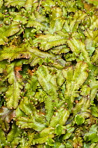 Scented liverwort (Conocephalum conicum) Hoh Rain Forest, Olympic Peninsula, Washington state, USA, May.