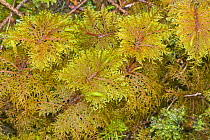 Plume moss (Hypnum crista-castrensis) Washington, Pacific Northwest, USA, May.
