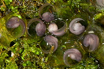 Eggs of mossy frog (Theloderma corticale) laid out of water, Vietnam, captive.