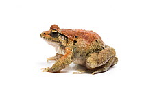 Painted frog (Discoglossus pictus) taken against white background, captive from Spain.