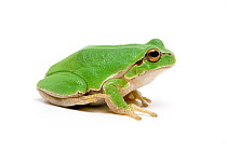 Italian tree frog (Hyla intermedia) taken against white background, captive from Central Italy