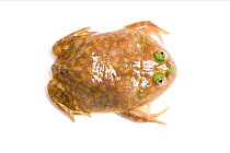 Budgett's frog (Lepidobatrachus laevis) taken on white background, captive from South America.