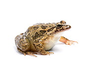 West Iberian painted frog (Discoglossus galganoi) against white background, captive from Spain