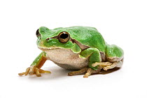 Italian tree frog (Hyla intermedia) on white background, captive from Central Italy