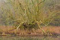 Crack willow (Salix fragilis) Monsal Dale, Derbyshire, Peak District National Park, England, UK, February.