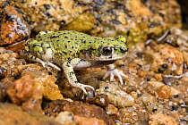 Sonoran Green Toad (Anaxyrus debilis) by pool, Arizona, USA, February.