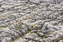 Limestone pavement above Malham Cove, North Yorkshire, England, UK, January 2008