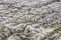 Limestone pavement above Malham Cove, North Yorkshire, England, UK, January 2008e