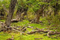 Lenga (Notofagus pumilio) forest, Rio Serrano, Southern Chile
