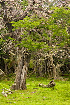 Lenga (Nothofagus pumilio) forest, Rio Serrano, Southern Chile