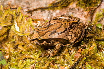 Chiloe Island Ground Frog (Eupsophus calcaratus) Alerce Andino National Park, Puerto Vallarta, Chile.