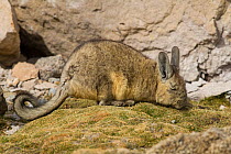 Viscacha (Lagidium viscacia) resting, Chilean Andes, Chile.