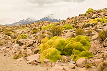 Andean cushion plants (Laretia compacta) in habitat, Chile.