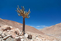 Candelabra cactus (Browningia candelaris) Lluta Valley, near Arica, Atacama Desert, Chile.