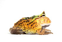 South Amercian Horned Frog (Ceratophrys calcarata) against white background, captive.