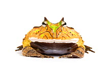 South Amercian Horned Frog (Ceratophrys calcarata) against white background, captive.