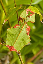 Leaf insect (Phyllium species) nymph camouflaged in leaves, captive.