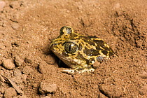 Western spadefoot toad (Pelobates cultripes) in the process of burrowing, captive from Spain.