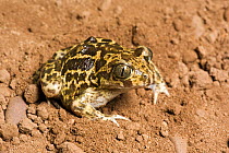 Western spadefoot toad (Pelobates cultripes) captive from Spain