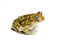 Western spadefoot toad (Pelobates cultripes) against white background, captive from Spain