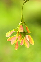 Sycamore seeds (Acer pseudoplatanus) Dumfries, Scotland, UK, June.