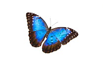 Blue morpho butterfly (Morpho peleides) occurs South America