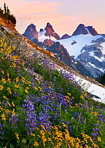 Subalpine flowers including  Lupins  in the Alpine Lakes Wilderness in the Cascades with Chimney Peak in the distance, Washington, USA. Composed of several stacked images. August 2012.