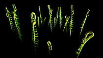Common polypody fern / fiddlehead (Polypodium vulgare) fronds unfurling, Olympic National Park, Washington, USA. May 2012.