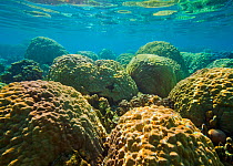 Brain corals (Faviidae) in the tropical lagoons of Ofu Island, American Samoa Archipelago, American Samoa National Park. January 2012.