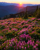 Lupins (Lupinus latifolius) at sunset, near Obstruction Point in Olympic National Park, Washington, USA. August 2011.