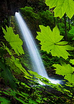 A view of Pony Tail falls with Devil's Club (Oplopanax horridus) leaves in the foreground in the Columbia River Gorge, Oregon, USA. July 2011.