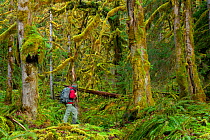 A hiker walking in Olympic National Park, Washington, USA. May 2011. Model released.