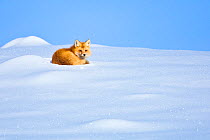 A Red Fox (Vulpes vulpes) waking up from a nap, Lamar Valley, Yellowstone National Park, Wyoming, USA. December.