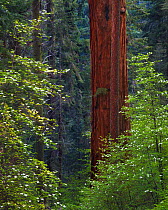 Pacific Dogwood Tree (Cornus nuttallii) and Giant Sequoia (Sequoiadendron giganteum), Sequoia / Kings Canyon National Park, California, USA.